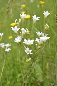 Attēlu rezultāti vaicājumam “Saxifraga granulata leaf”