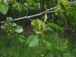 Attēlu rezultāti vaicājumam “Rhamnus cathartica”