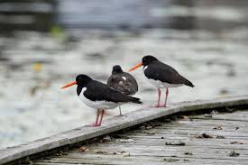 Attēlu rezultāti vaicājumam “Haematopus ostralegus”