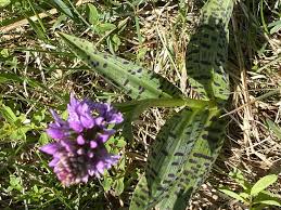 Attēlu rezultāti vaicājumam “Dactylorhiza russowii”