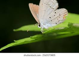 Attēlu rezultāti vaicājumam “Celastrina argiolus underside”