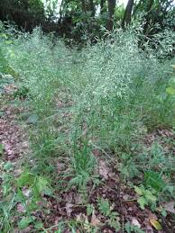 Attēlu rezultāti vaicājumam “Poa nemoralis”