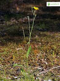 Attēlu rezultāti vaicājumam “Hieracium vulgatum”