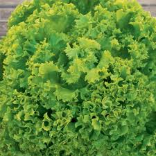 Image result for Pflücksalat