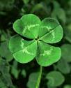 Shamrock &amp; Four Leaf Clover | summary newspaper