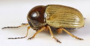 Attēlu rezultāti vaicājumam “Cryptocephalus pusillus”