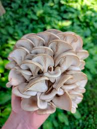 Attēlu rezultāti vaicājumam “Pleurotus ostreatus”