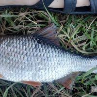 Image result for Rutilus heckelii