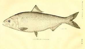 Image result for Alosa sapidissima