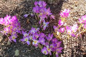 Attēlu rezultāti vaicājumam “Colchicum luteum flower”