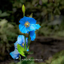 Image result for Meconopsis betonicifolia