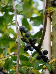 Attēlu rezultāti vaicājumam “Prunus spinosa”
