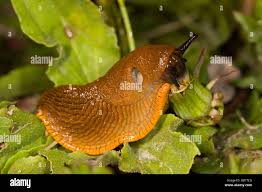 Attēlu rezultāti vaicājumam “Arion lusitanicus”