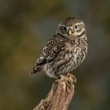 Attēlu rezultāti vaicājumam “Strigiformes”