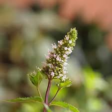 Image result for Mentha piperita