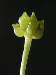 Attēlu rezultāti vaicājumam “Ranunculus flammula”