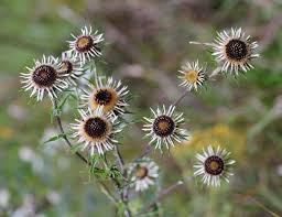 Attēlu rezultāti vaicājumam “Carlina biebersteinii fruit”