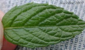 Attēlu rezultāti vaicājumam “Mentha spicata leaf”