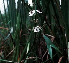 Attēlu rezultāti vaicājumam “Sagittaria sagittifolia flower”