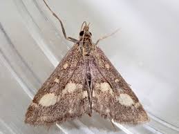 Attēlu rezultāti vaicājumam “Pyrausta purpuralis”