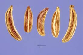 Attēlu rezultāti vaicājumam “Carum carvi”