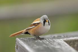 Attēlu rezultāti vaicājumam “Panurus biarmicus”