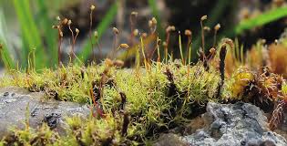 Attēlu rezultāti vaicājumam “Barbilophozia lycopodioides macro”