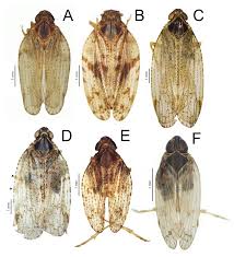 Attēlu rezultāti vaicājumam “Cixius sp.”
