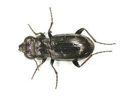 Attēlu rezultāti vaicājumam “Notiophilus germinyi”