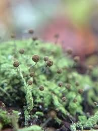 Attēlu rezultāti vaicājumam “Chaenotheca furfuracea”