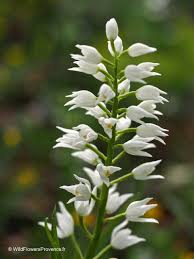 Attēlu rezultāti vaicājumam “Cephalanthera longifolia”