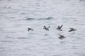 Image result for Synthliboramphus antiquus