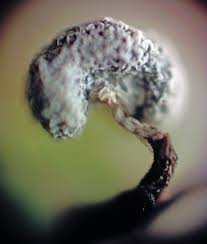 Attēlu rezultāti vaicājumam “Physarum album spores”