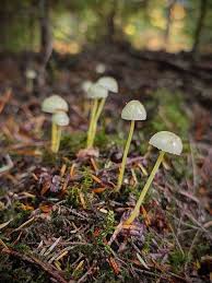Attēlu rezultāti vaicājumam “Mycena epipterygia”