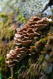 Attēlu rezultāti vaicājumam “Sarcodontia crocea”