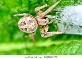 Attēlu rezultāti vaicājumam “Larinioides cornutus male”