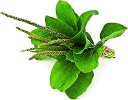 Attēlu rezultāti vaicājumam “Plantago major leaf”