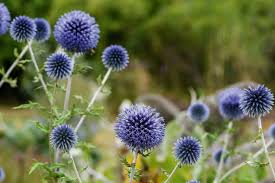Image result for Echinops spaerocephalus