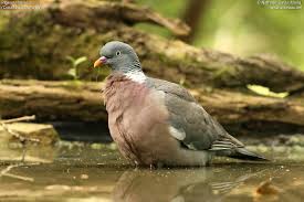 Image result for Columba palumbus