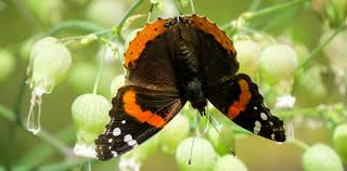 Attēlu rezultāti vaicājumam “Vanessa atalanta”