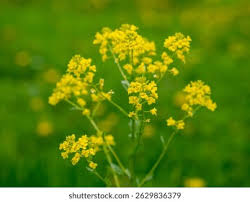 Attēlu rezultāti vaicājumam “Sinapis arvensis flower”