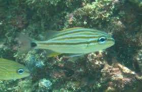 Image result for Haemulon carbonarium