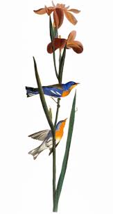 Image result for Parula americana