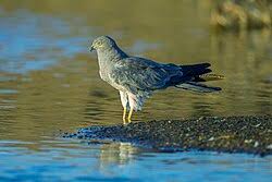 Attēlu rezultāti vaicājumam “Circus pygargus adult”