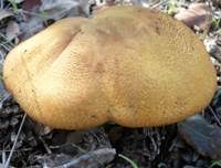 Attēlu rezultāti vaicājumam “Gymnopilus sapineus”