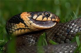 Attēlu rezultāti vaicājumam “Natrix natrix”