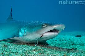 Image result for Triaenodon obesus