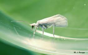 Attēlu rezultāti vaicājumam “Coniopterygidae”