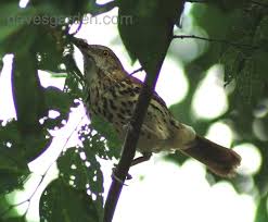 Image result for Toxostoma rufum