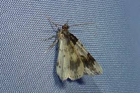 Attēlu rezultāti vaicājumam “Ligdia adustata”